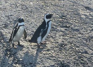 Agulhas Penguins