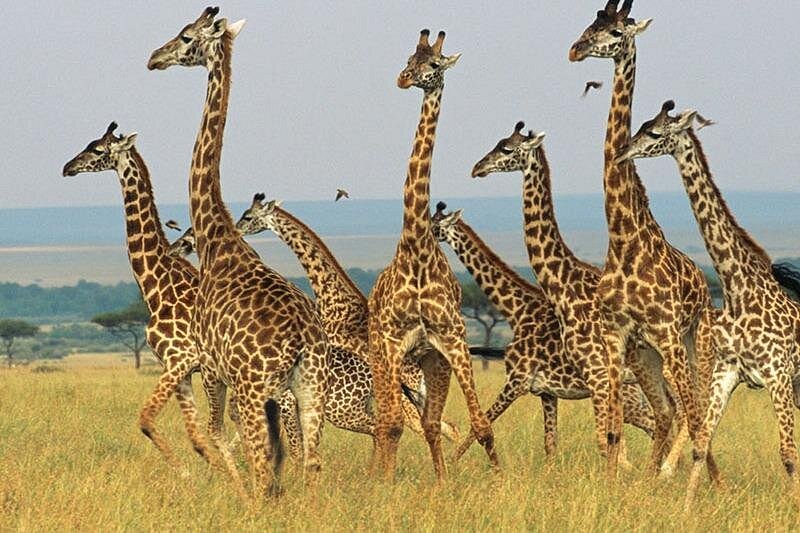 Giraffe