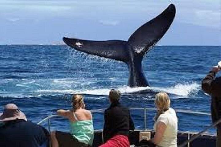 Whale Tail Slapping the water surface