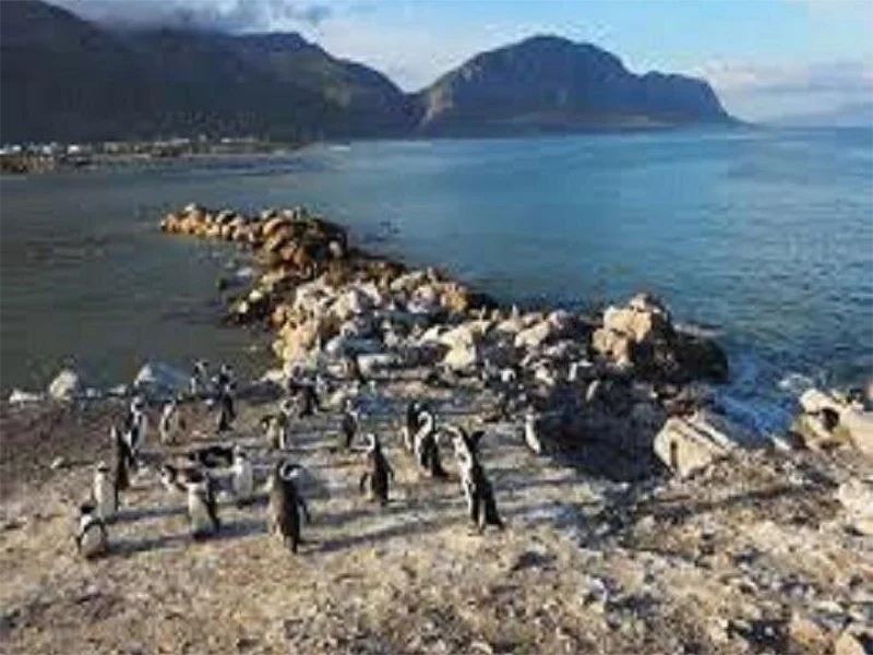 Hermanus Penguins 1
