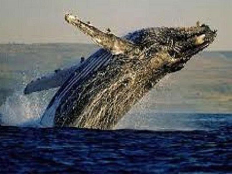 Whale Breach