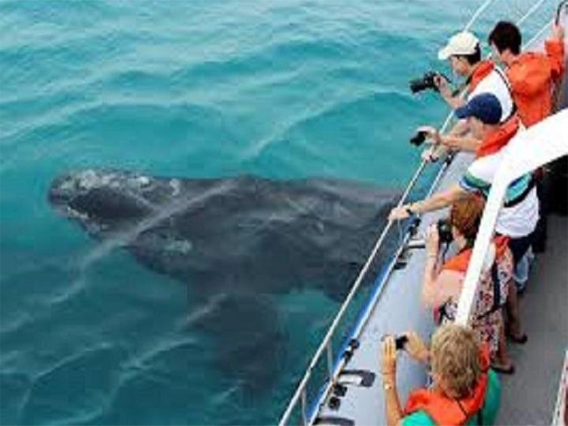 Whale at boat