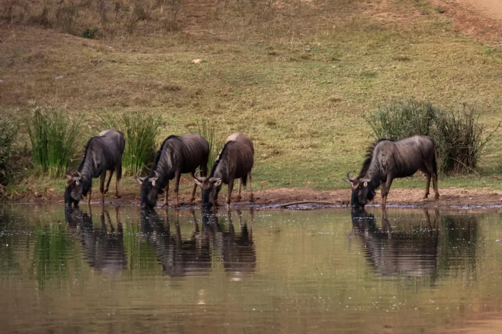 Blue Wildebeest 2