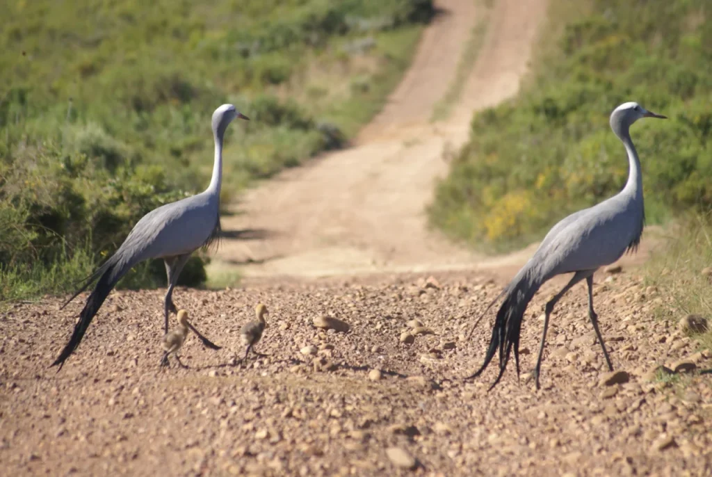 Blue crane (2)