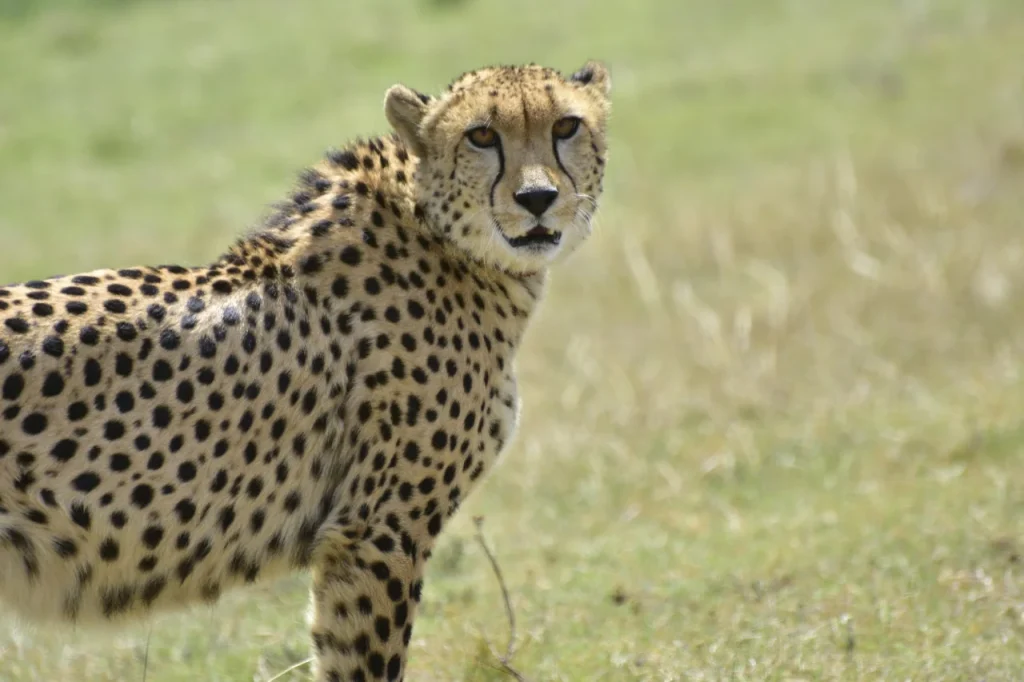 Cheetah (3)