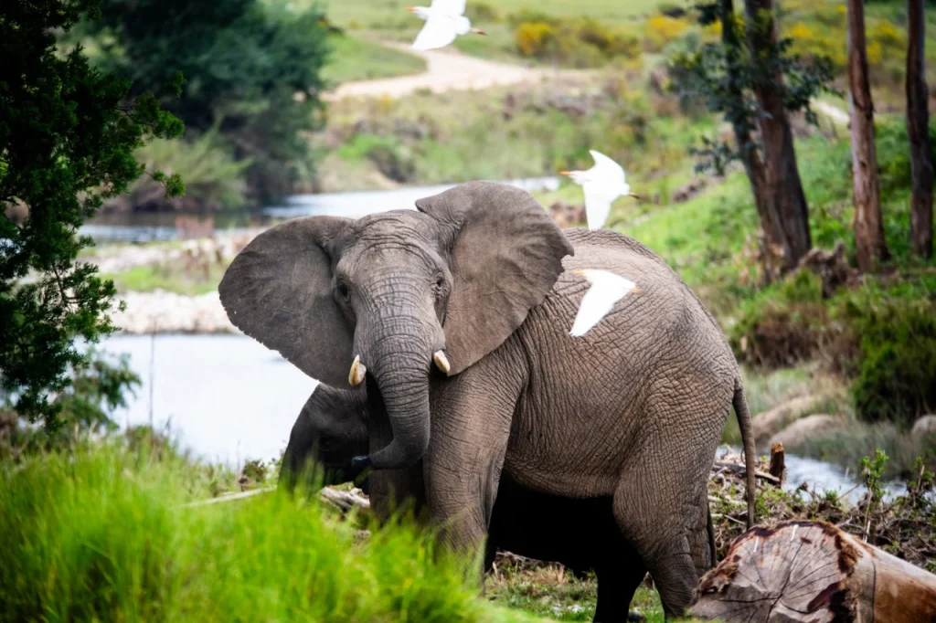 Elephant (3)