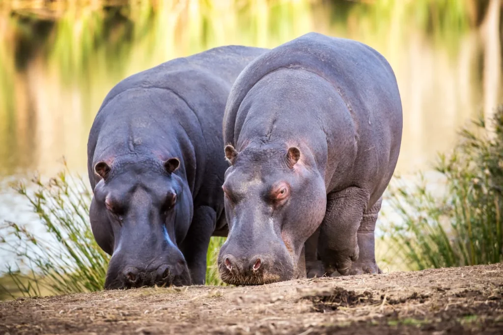 Hippo (9)
