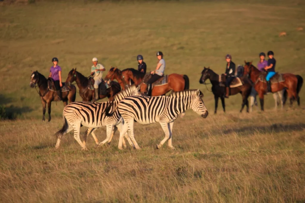 Horseback Safari (1) (1)
