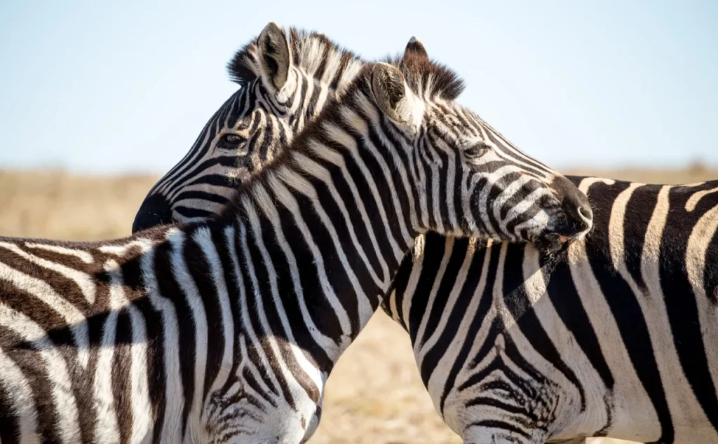 Zebra (3)