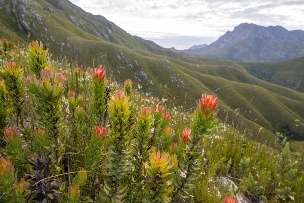 Outeniqua Mountains and fynbos, floral kingdom in South Africa.