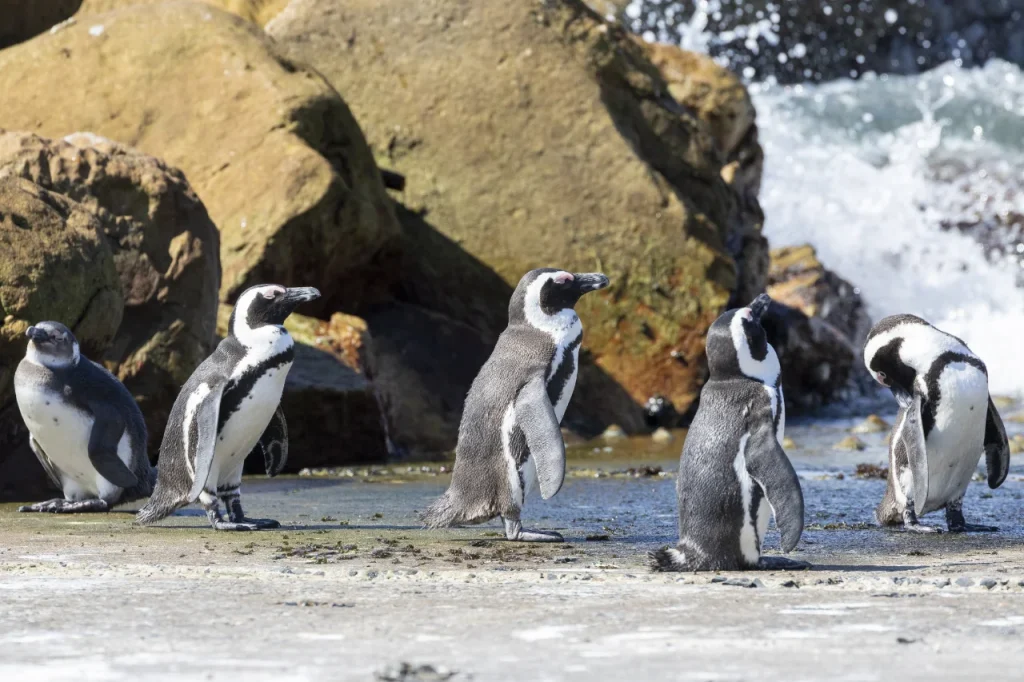iStock-2258129488 - African Penguins